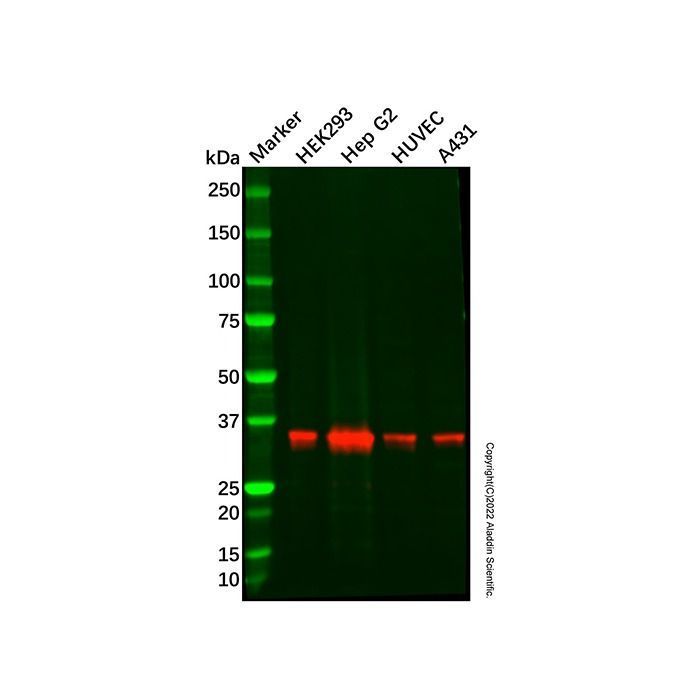 Recombinant DDAH1 Antibody -    by Aladdin Scientific