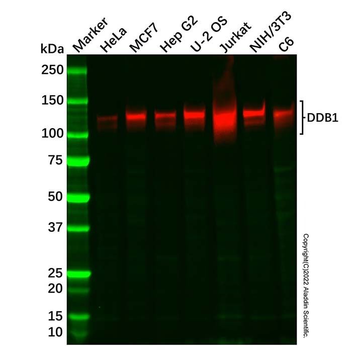 Recombinant DDB1 Antibody -    by Aladdin Scientific
