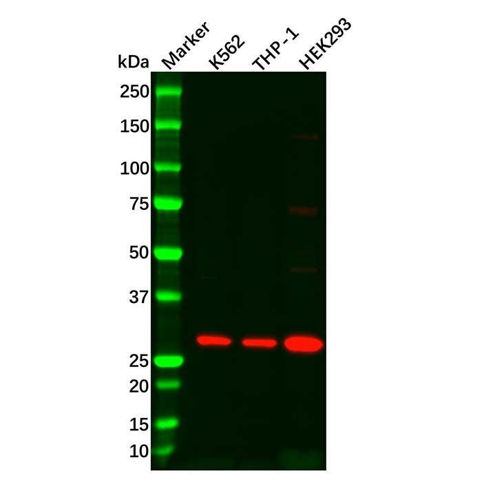 Recombinant DDIT3 Antibody -    by Aladdin Scientific
