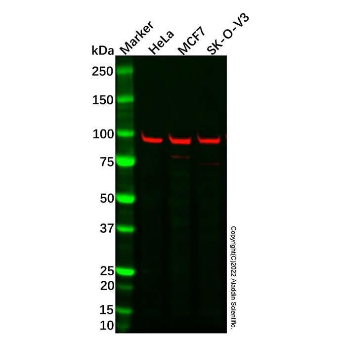 Recombinant DDX4/MVH Antibody -    by Aladdin Scientific