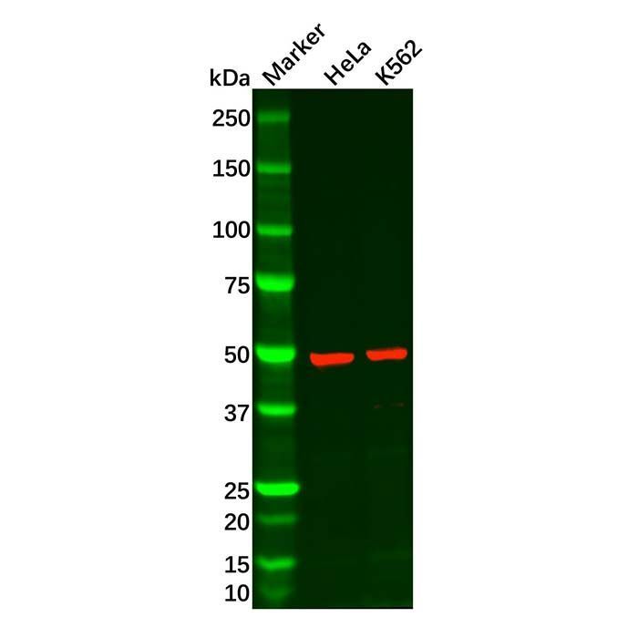 Recombinant DEK Antibody -    by Aladdin Scientific