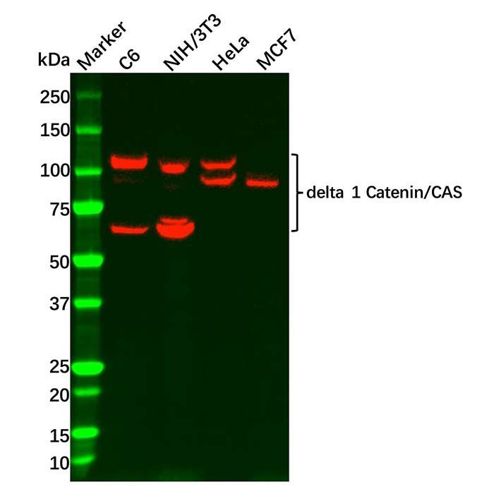 Recombinant delta 1 Catenin/CAS Antibody -    by Aladdin Scientific