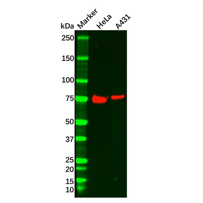 Dishevelled/Dvl1 Antibody -    by Aladdin Scientific