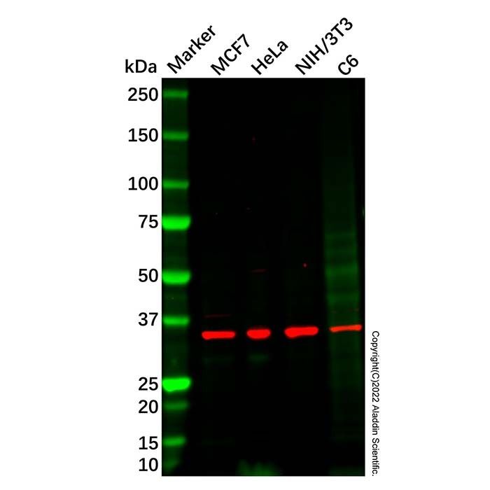 Recombinant Dlx4/BP1 Antibody -    by Aladdin Scientific