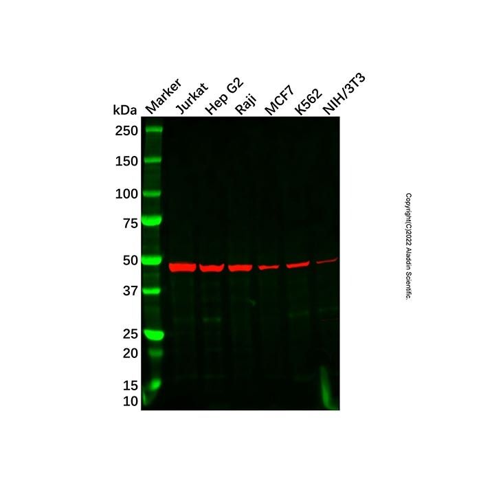 Recombinant DNAJA1 Antibody -    by Aladdin Scientific
