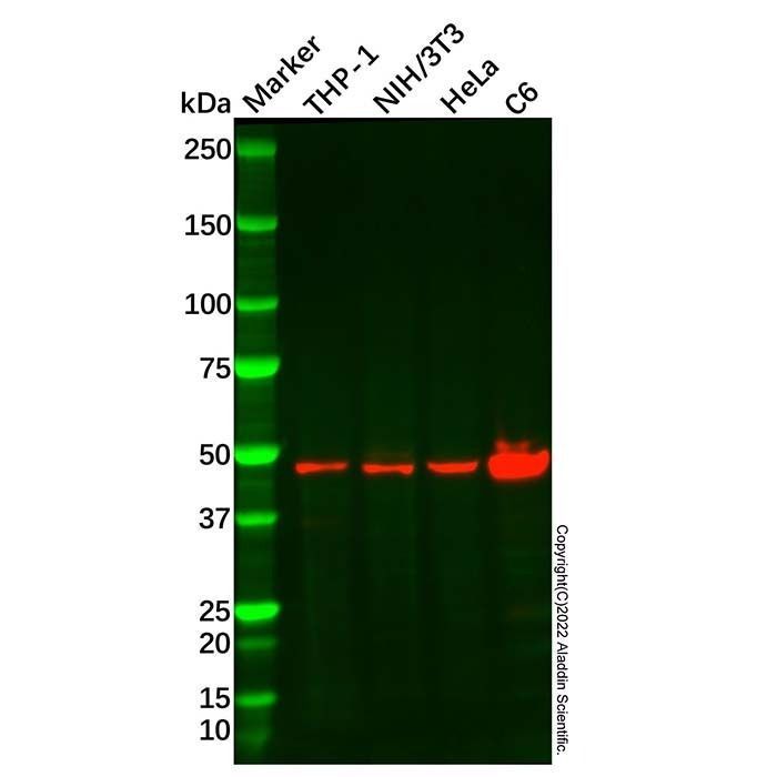 Recombinant DNAJA4 Antibody -    by Aladdin Scientific