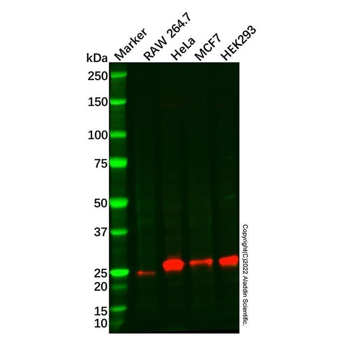 Recombinant DNAJC12 Antibody -    by Aladdin Scientific
