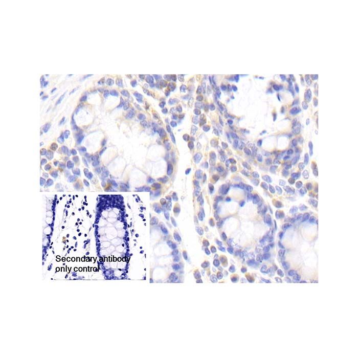 DNAJC2/ZRF1 Antibody -    by Aladdin Scientific