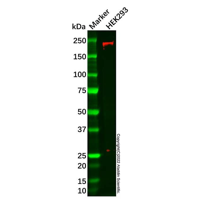 DOCK180 Antibody -    by Aladdin Scientific