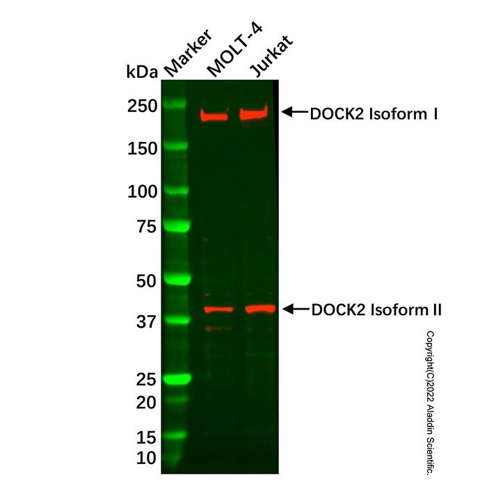 Recombinant DOCK2 Antibody -    by Aladdin Scientific