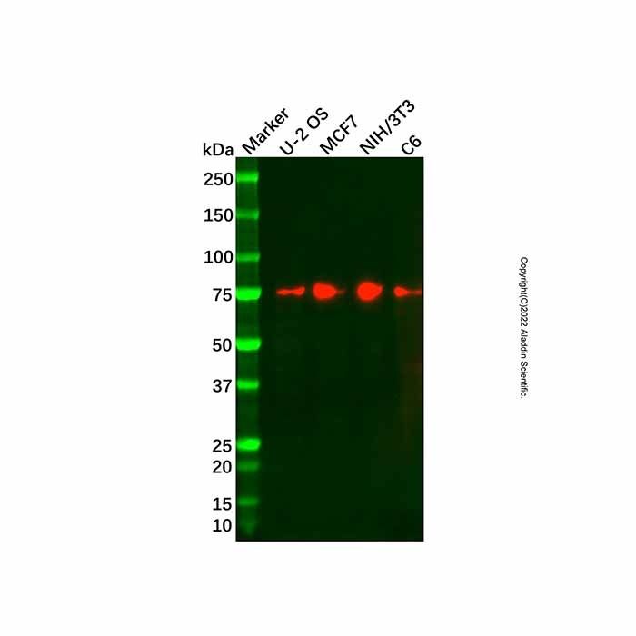 Recombinant Dopamine Receptor D1 Antibody -    by Aladdin Scientific
