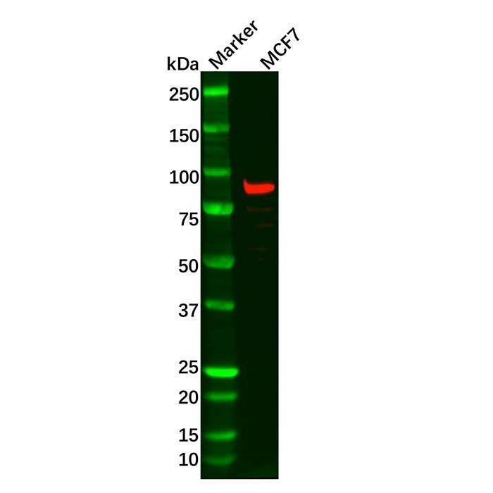 DTX3L Antibody -    by Aladdin Scientific