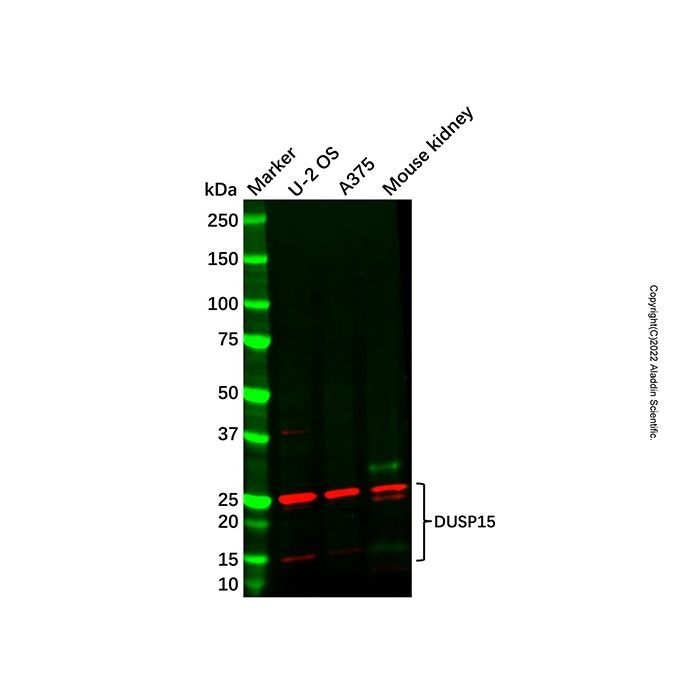 DUSP15 Antibody -    by Aladdin Scientific