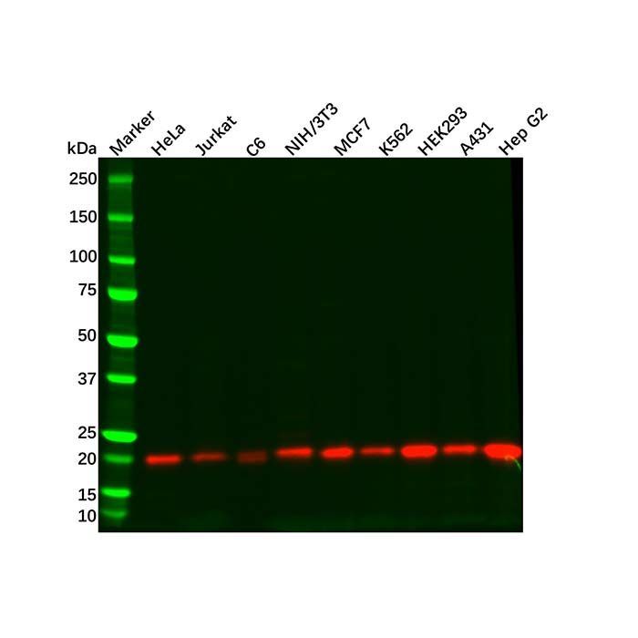 DUSP3 Antibody - by Aladdin Scientific