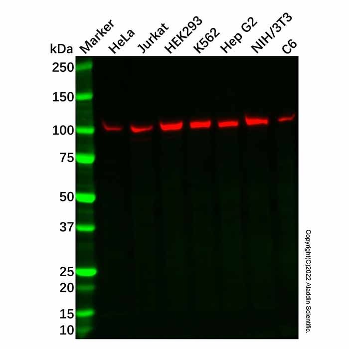 Recombinant Dynamin 2 Antibody -    by Aladdin Scientific