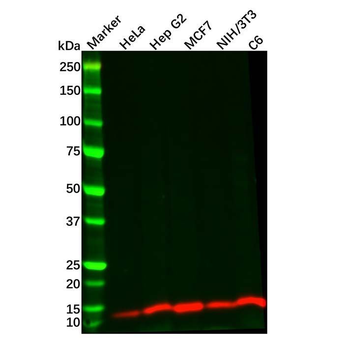 Recombinant DYNLL1/PIN Antibody -    by Aladdin Scientific