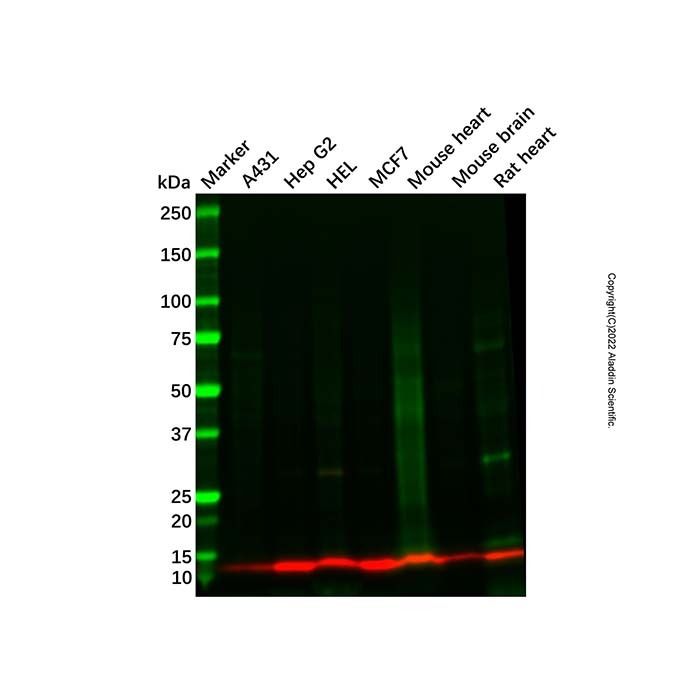 DYNLRB1 Antibody -    by Aladdin Scientific