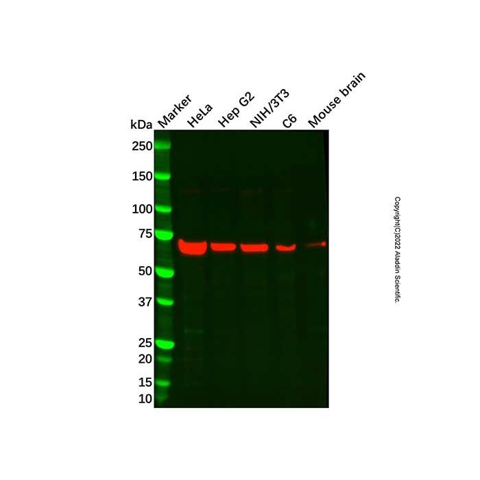Recombinant EAAT2 Antibody -    by Aladdin Scientific