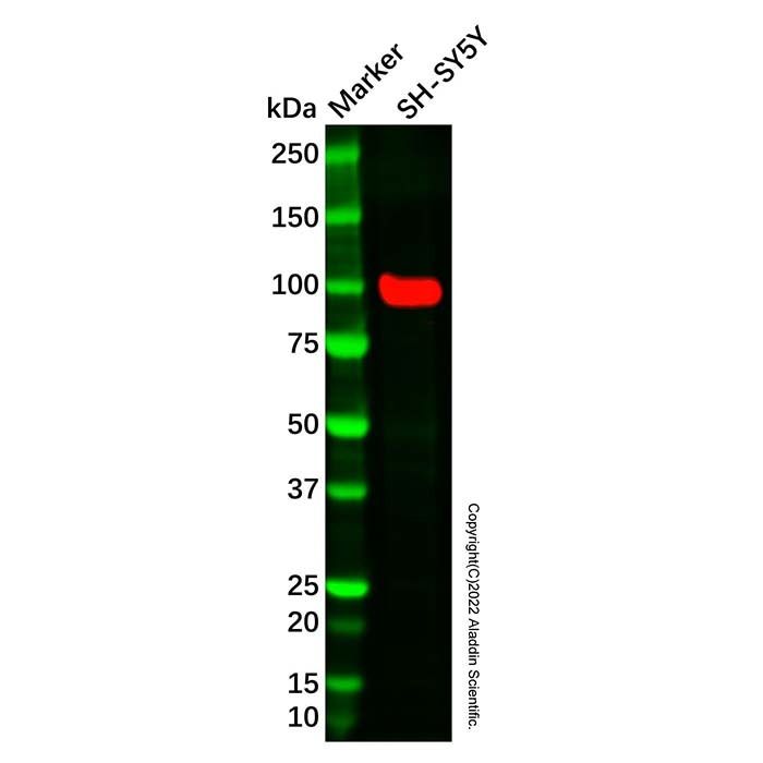EAG1 Antibody -    by Aladdin Scientific