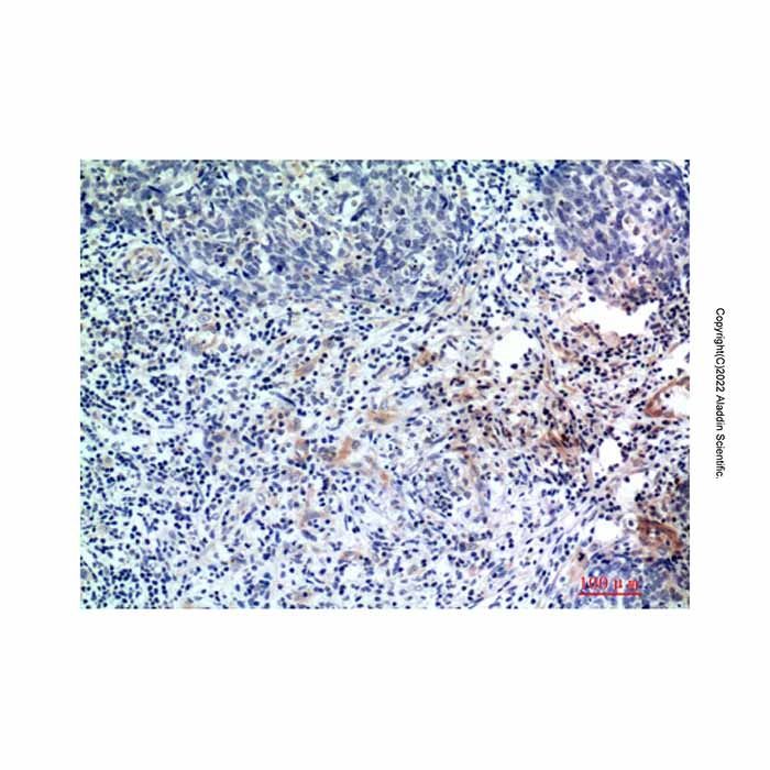 EDA Antibody -    by Aladdin Scientific