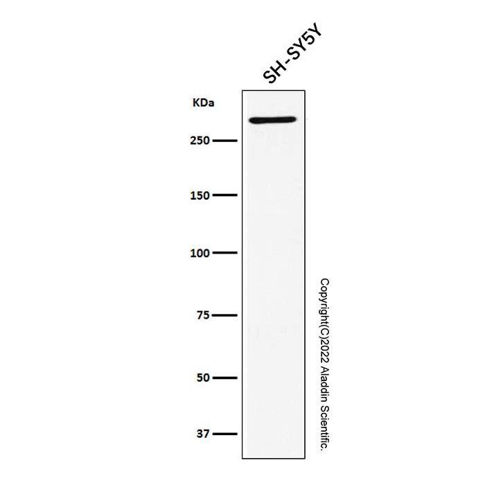Recombinant EDD Antibody -    by Aladdin Scientific