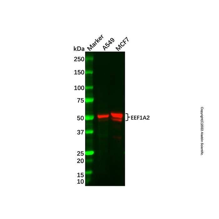 Recombinant EEF1A2 Antibody -    by Aladdin Scientific