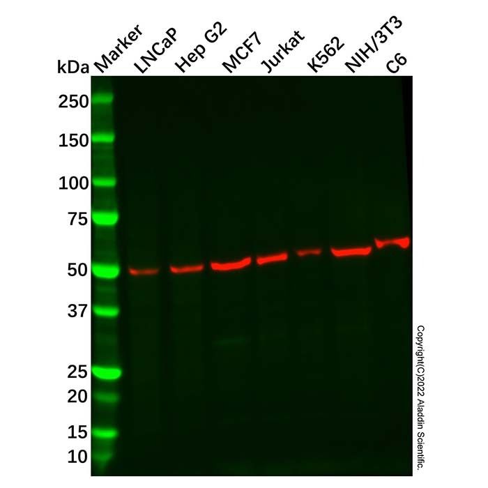 Recombinant EGR2 Antibody -    by Aladdin Scientific