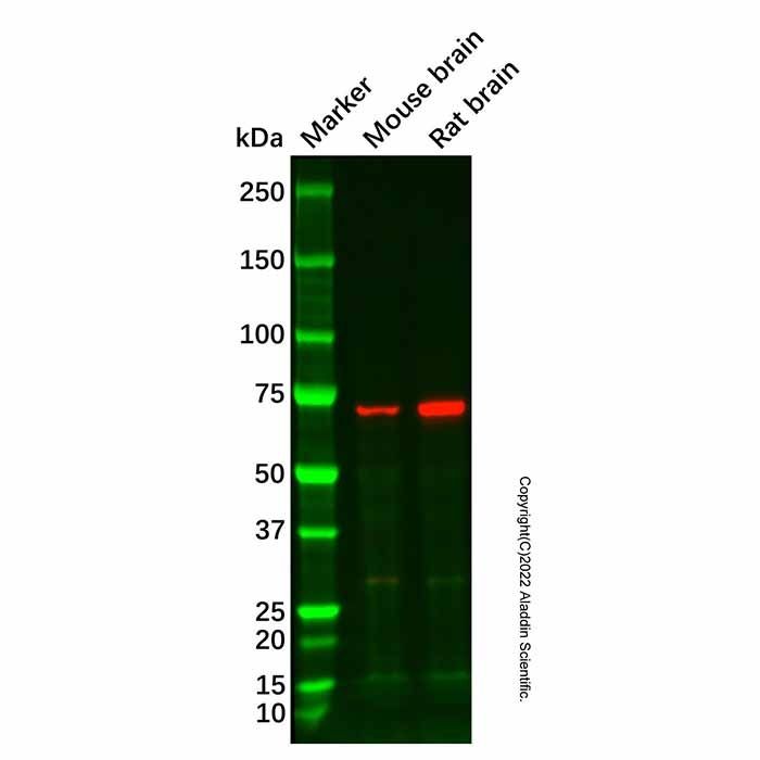 EGR4 Antibody -    by Aladdin Scientific