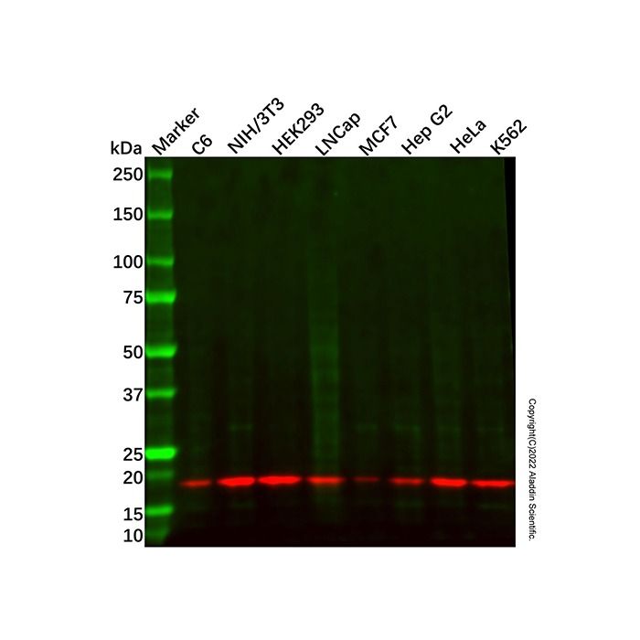 Recombinant eIF1A Antibody -    by Aladdin Scientific