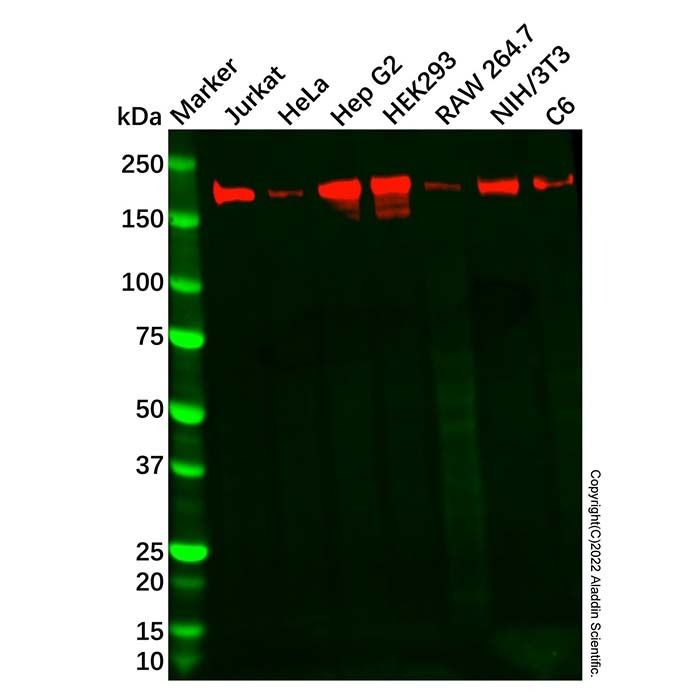 Recombinant eIF3A Antibody -    by Aladdin Scientific