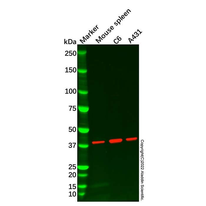EIF3H Antibody -    by Aladdin Scientific