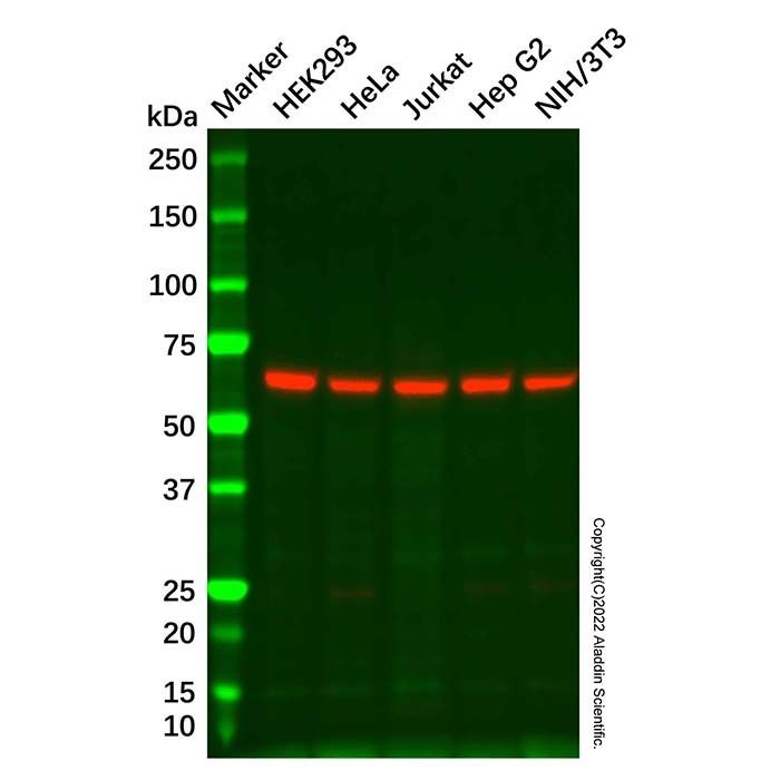 eIF3l Antibody -    by Aladdin Scientific