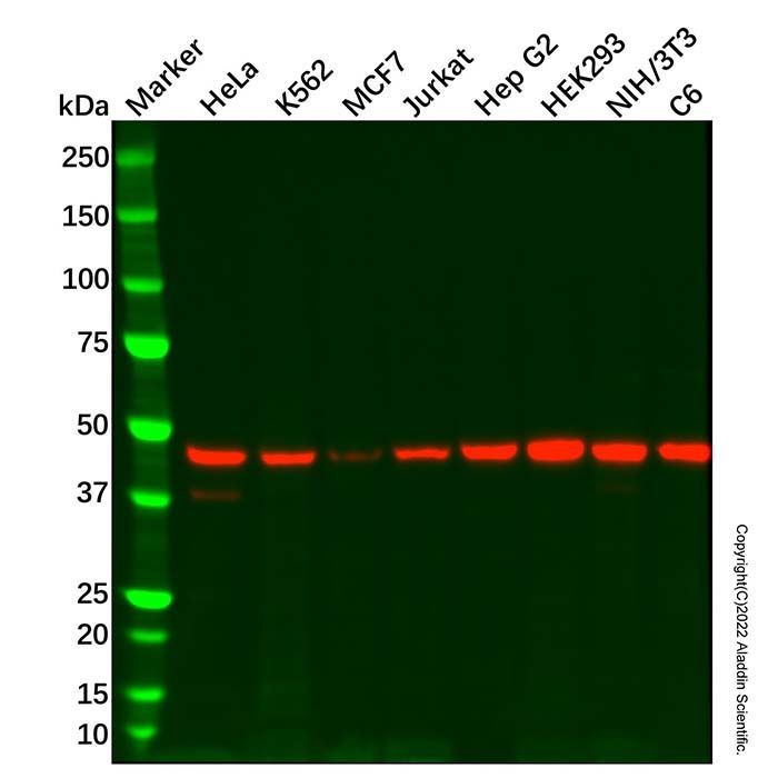 Recombinant eIF4A1 Antibody -    by Aladdin Scientific