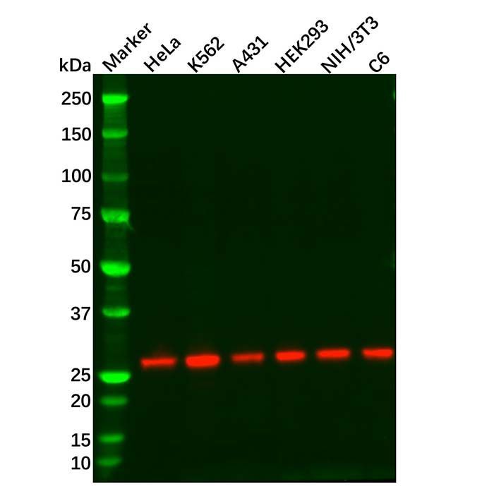 Recombinant eIF4E Antibody -    by Aladdin Scientific