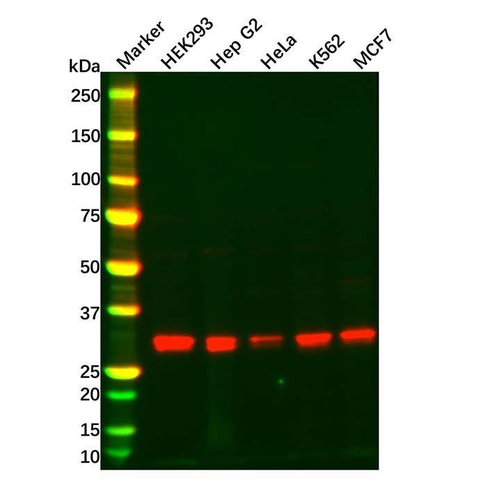 EIF4E2 Antibody -    by Aladdin Scientific