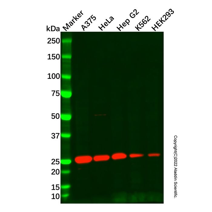 eIF-6 Antibody -    by Aladdin Scientific