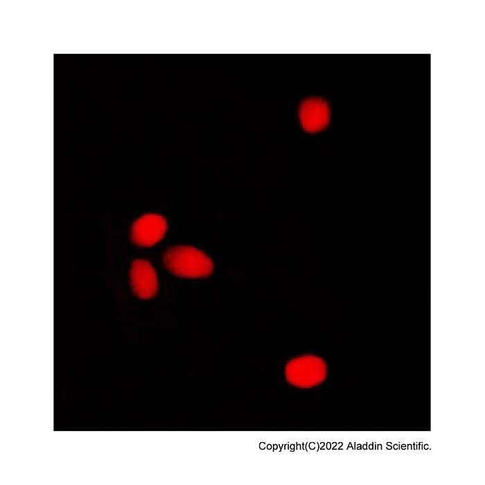 ELF1 Antibody -    by Aladdin Scientific