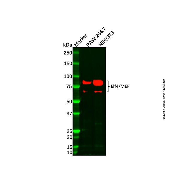 Elf4/MEF Antibody -    by Aladdin Scientific