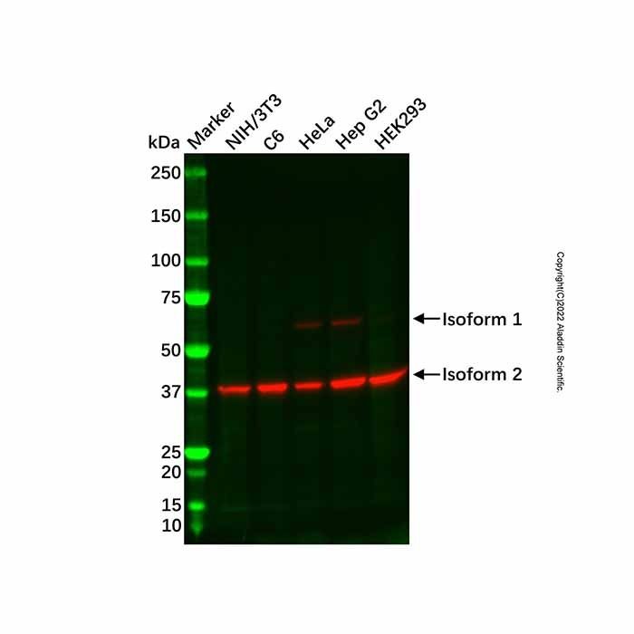 Recombinant Emi1 Antibody -    by Aladdin Scientific