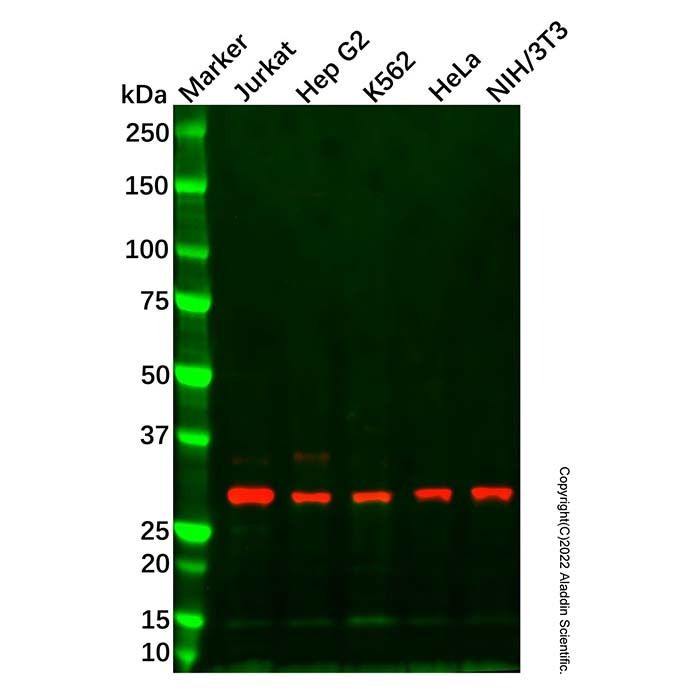 Endo G Antibody -    by Aladdin Scientific