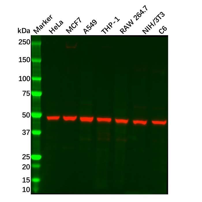 ENO1 Mouse mAb - by Aladdin Scientific