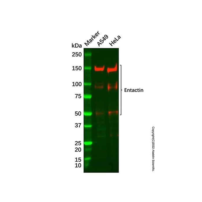 Recombinant Entactin/NID Antibody -    by Aladdin Scientific