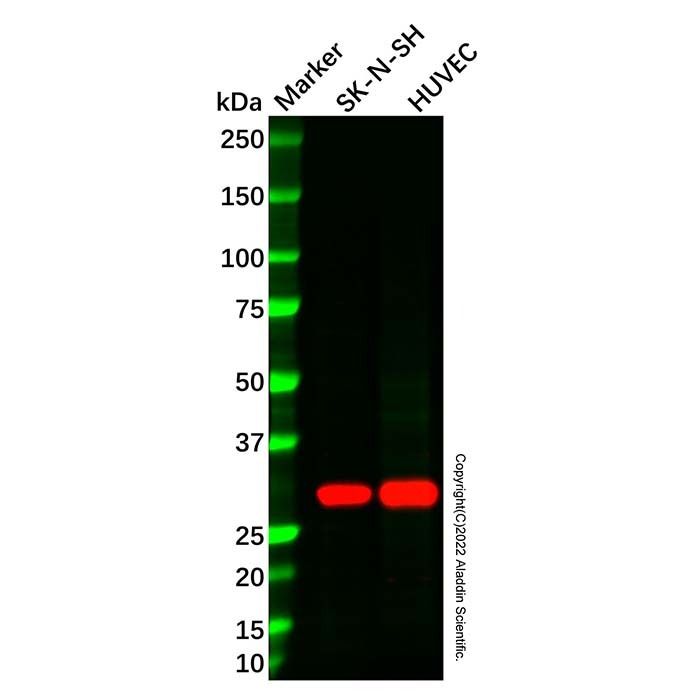 Ephrin A2 Antibody -    by Aladdin Scientific