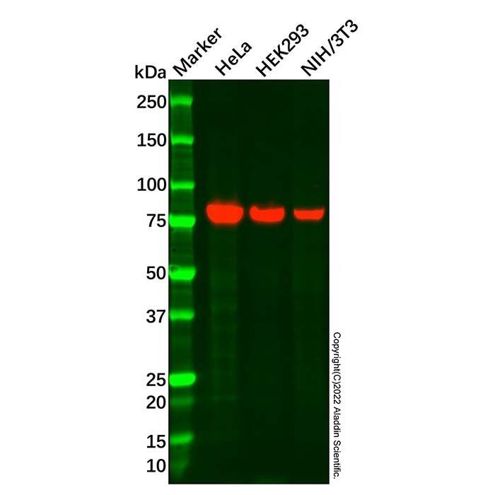 Recombinant Epsin 1 Antibody -    by Aladdin Scientific