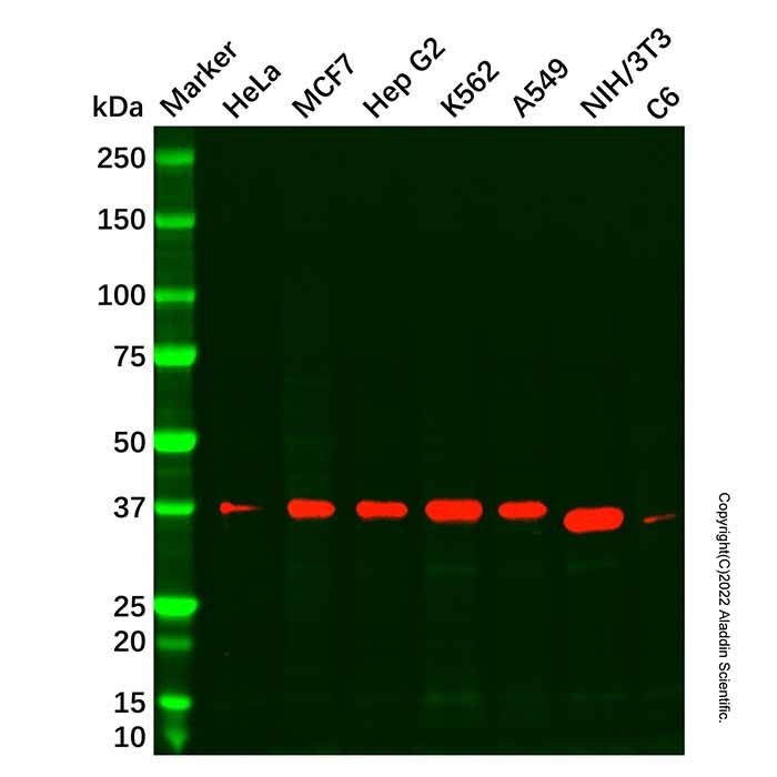 Recombinant ERCC1 Antibody -    by Aladdin Scientific