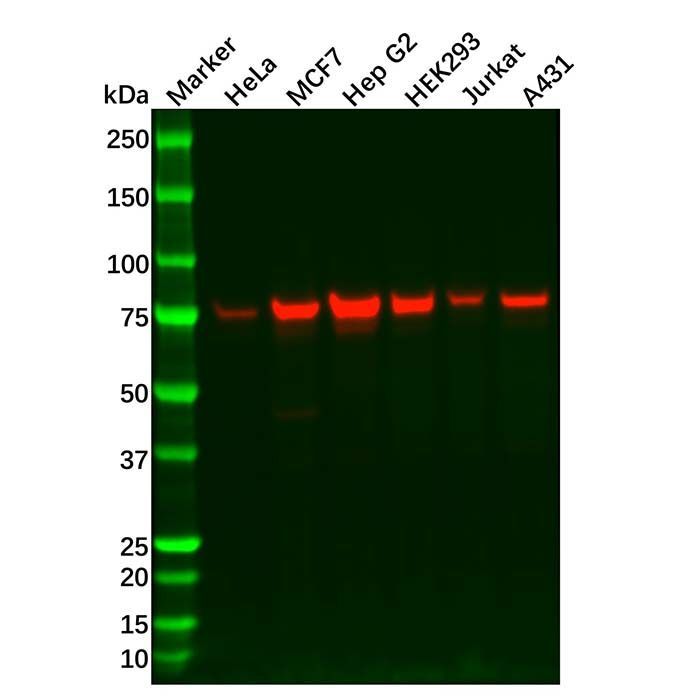 ERp72 Antibody -    by Aladdin Scientific