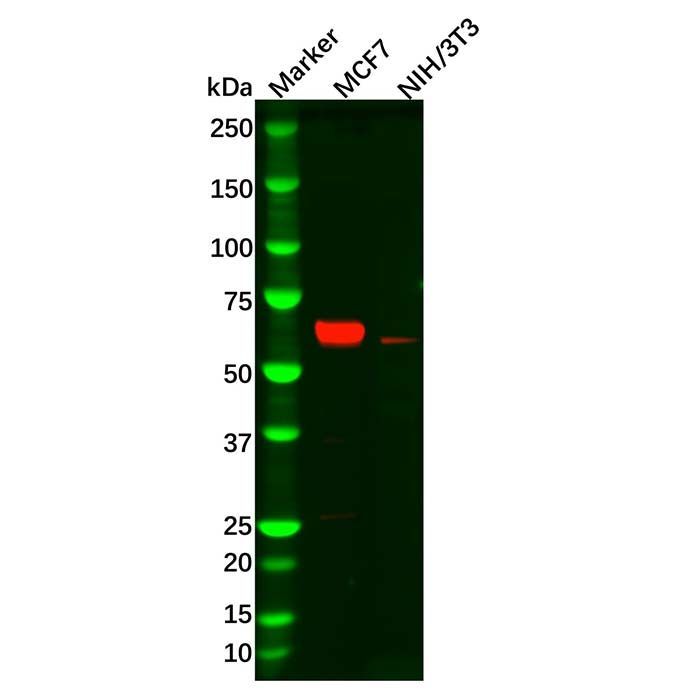 Recombinant Estrogen Receptor alpha Antibody -    by Aladdin Scientific