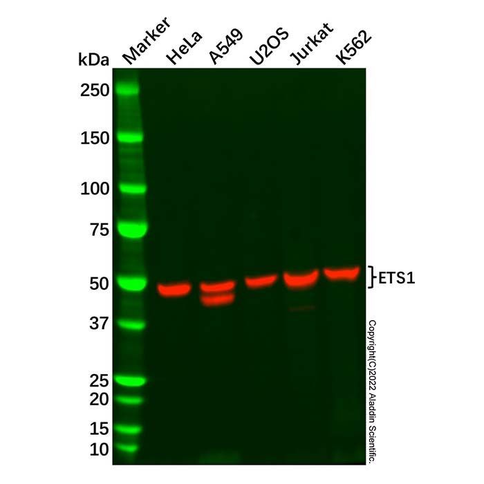 Recombinant ETS1 Antibody -    by Aladdin Scientific