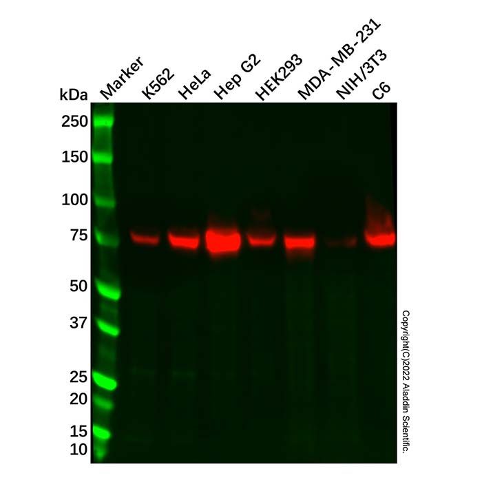 Recombinant FACL4 Antibody -    by Aladdin Scientific