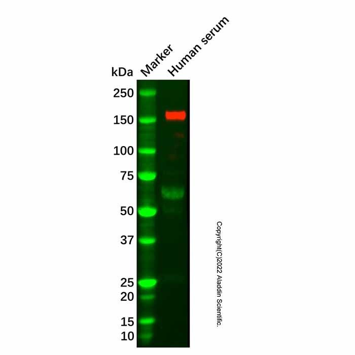 Recombinant Factor H Antibody -    by Aladdin Scientific